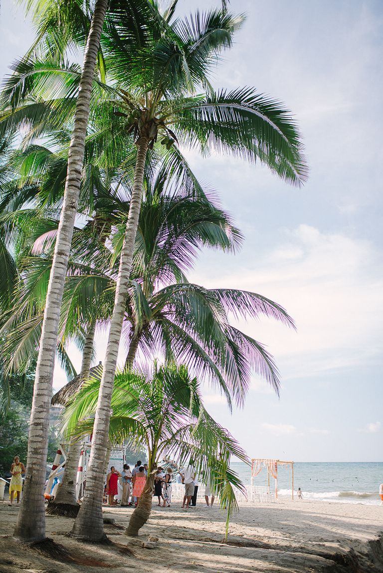 Tall palms leaning over a beach