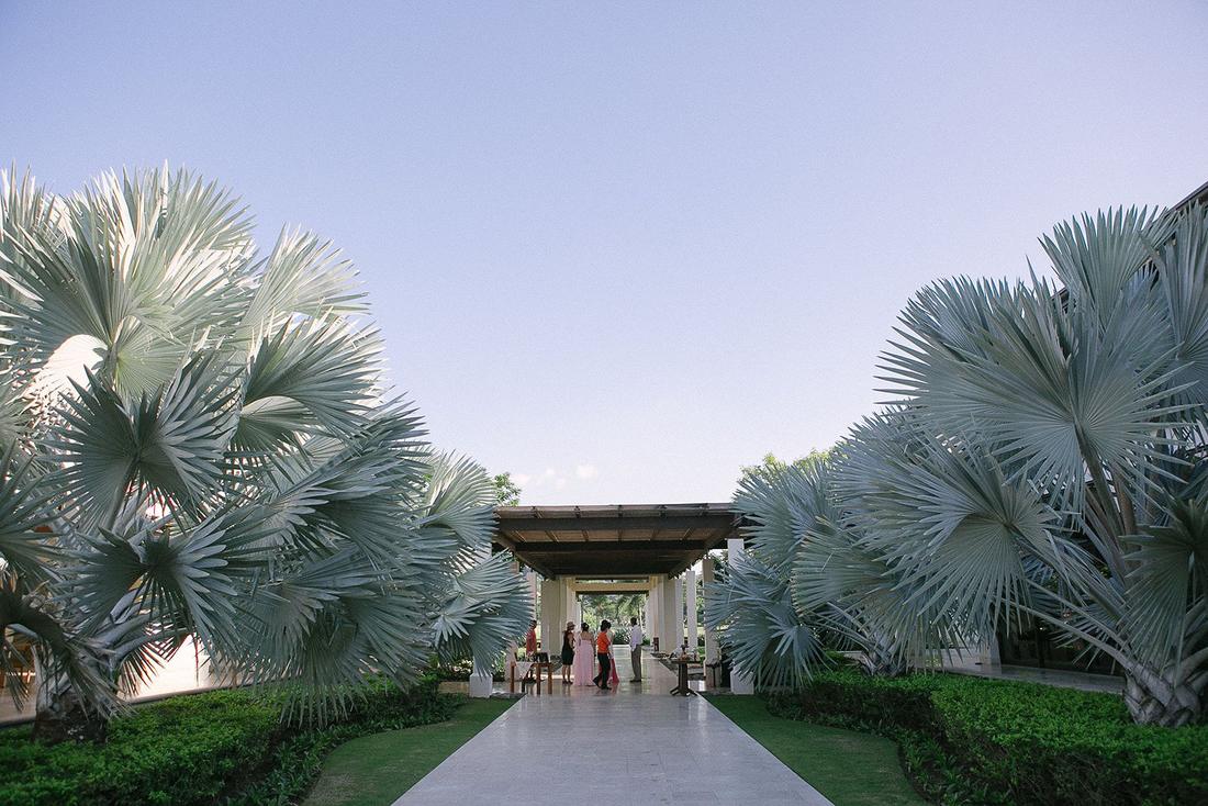 A palm-lined walkway at a resort