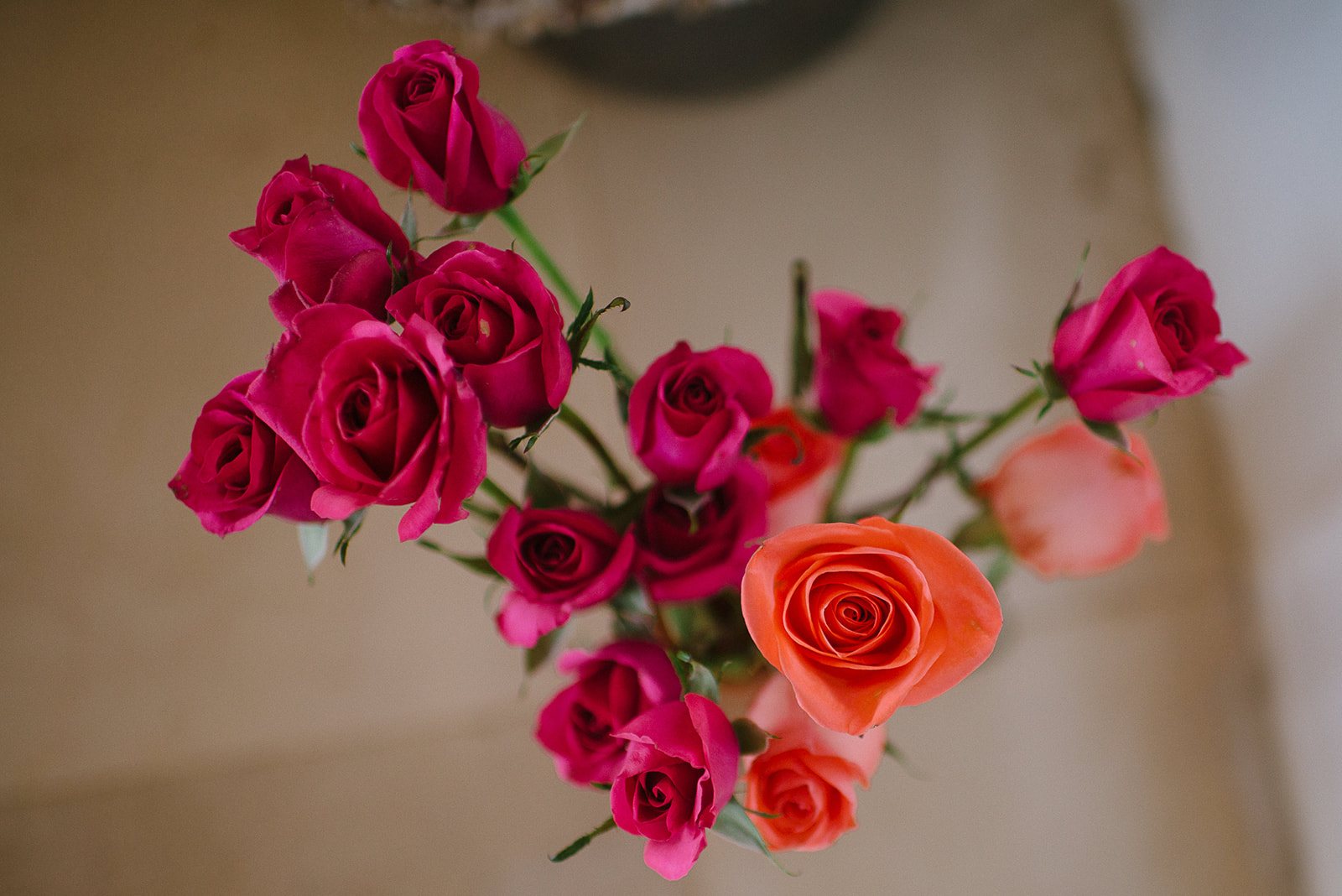 Pink and coral roses from above