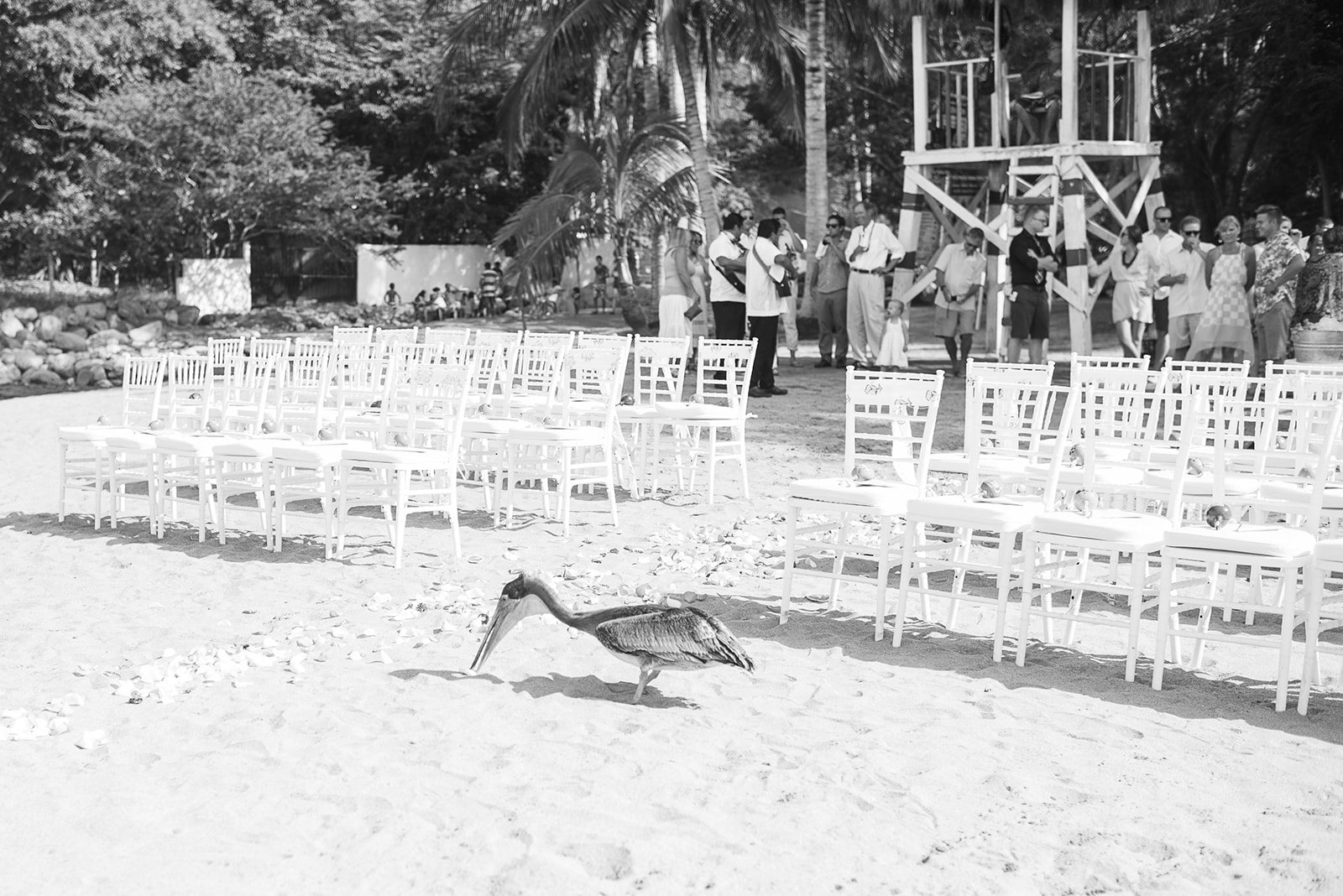 White chairs on the beach and a pelican, in black and white