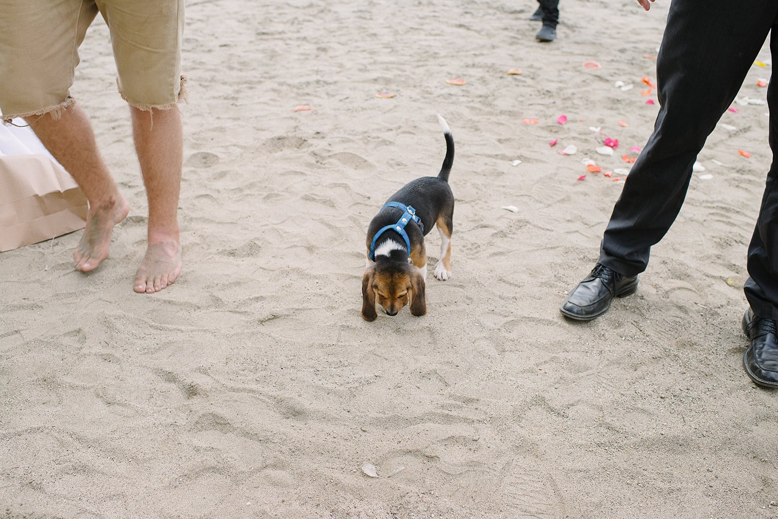 A small dog crossing the aisle