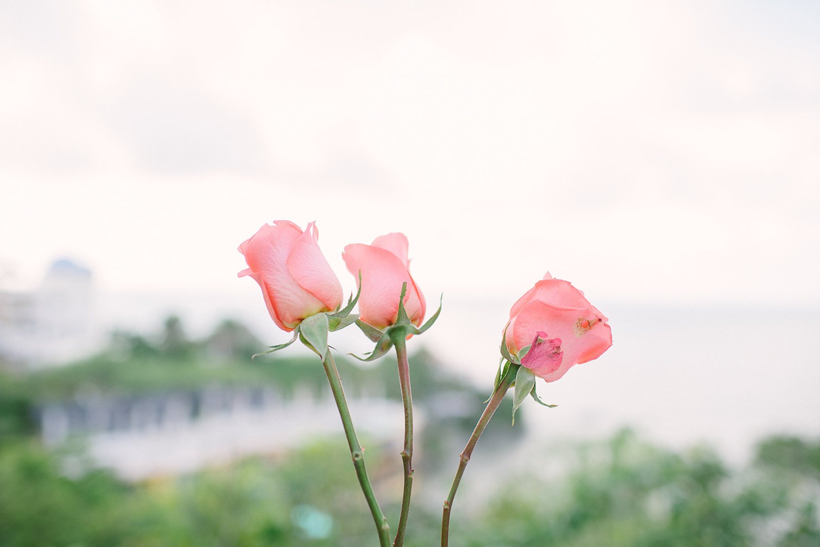 Pink roses against the sea