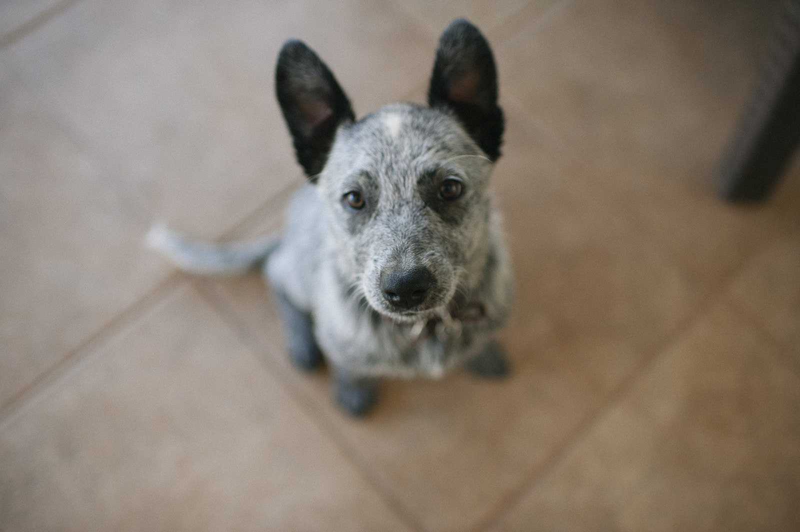 A blue heeler sitting on the tile floor