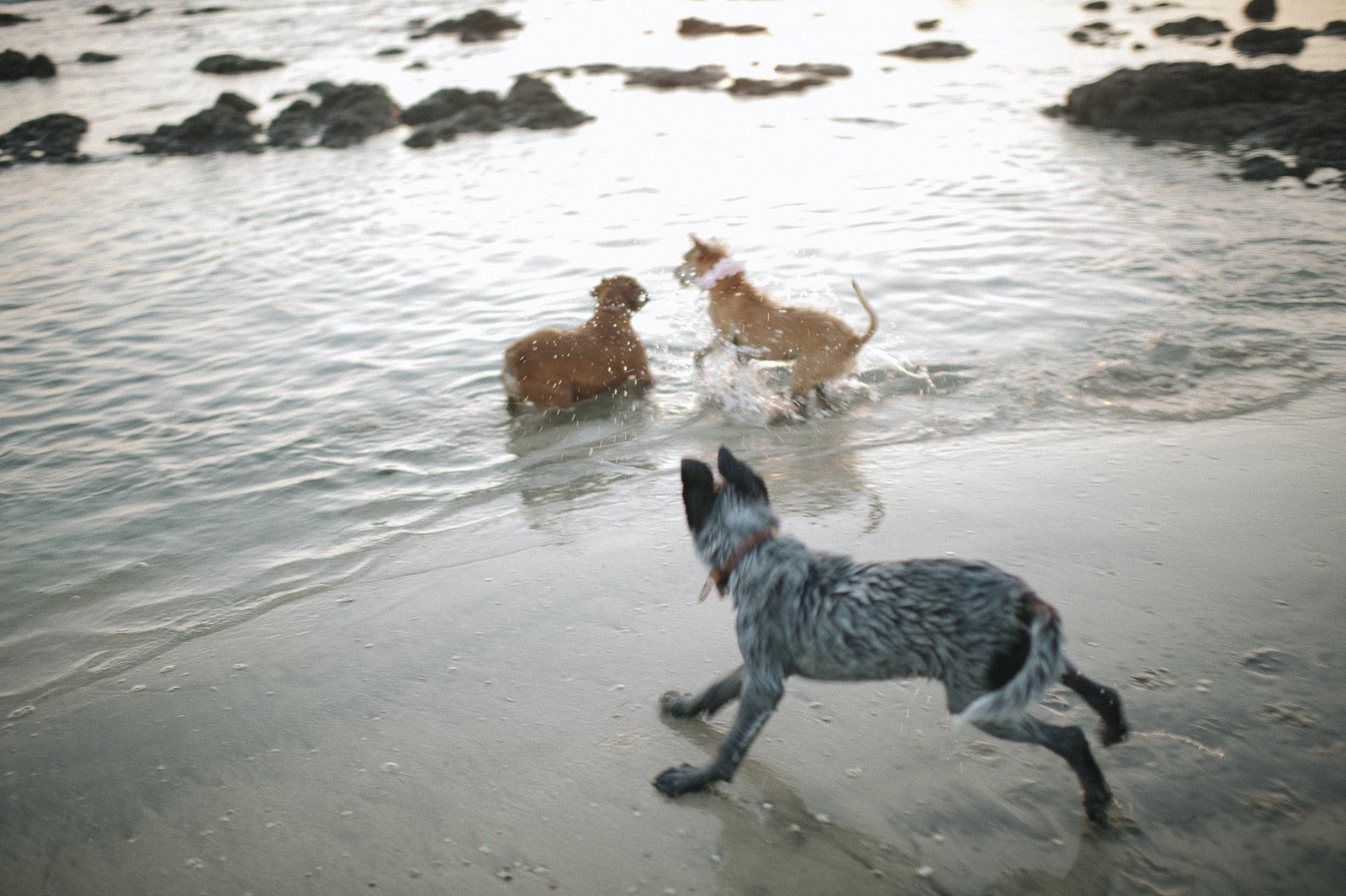 The dogs splashing through the tide pools