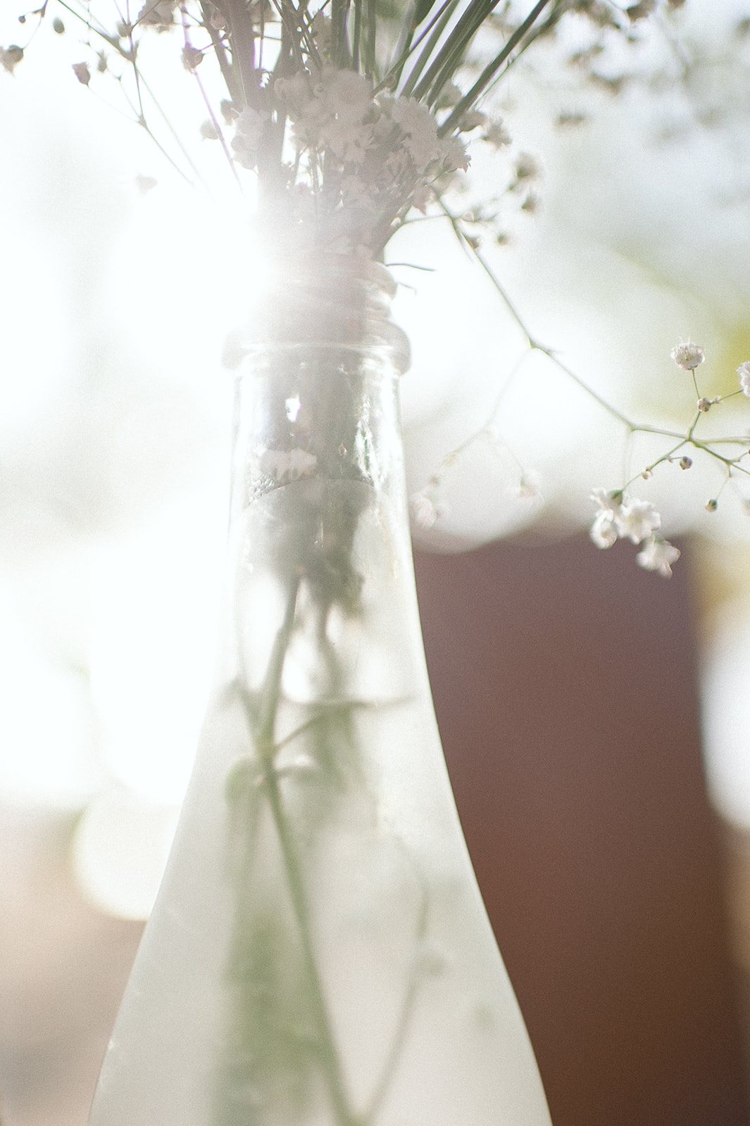 Sunlight through a jar of baby's breath