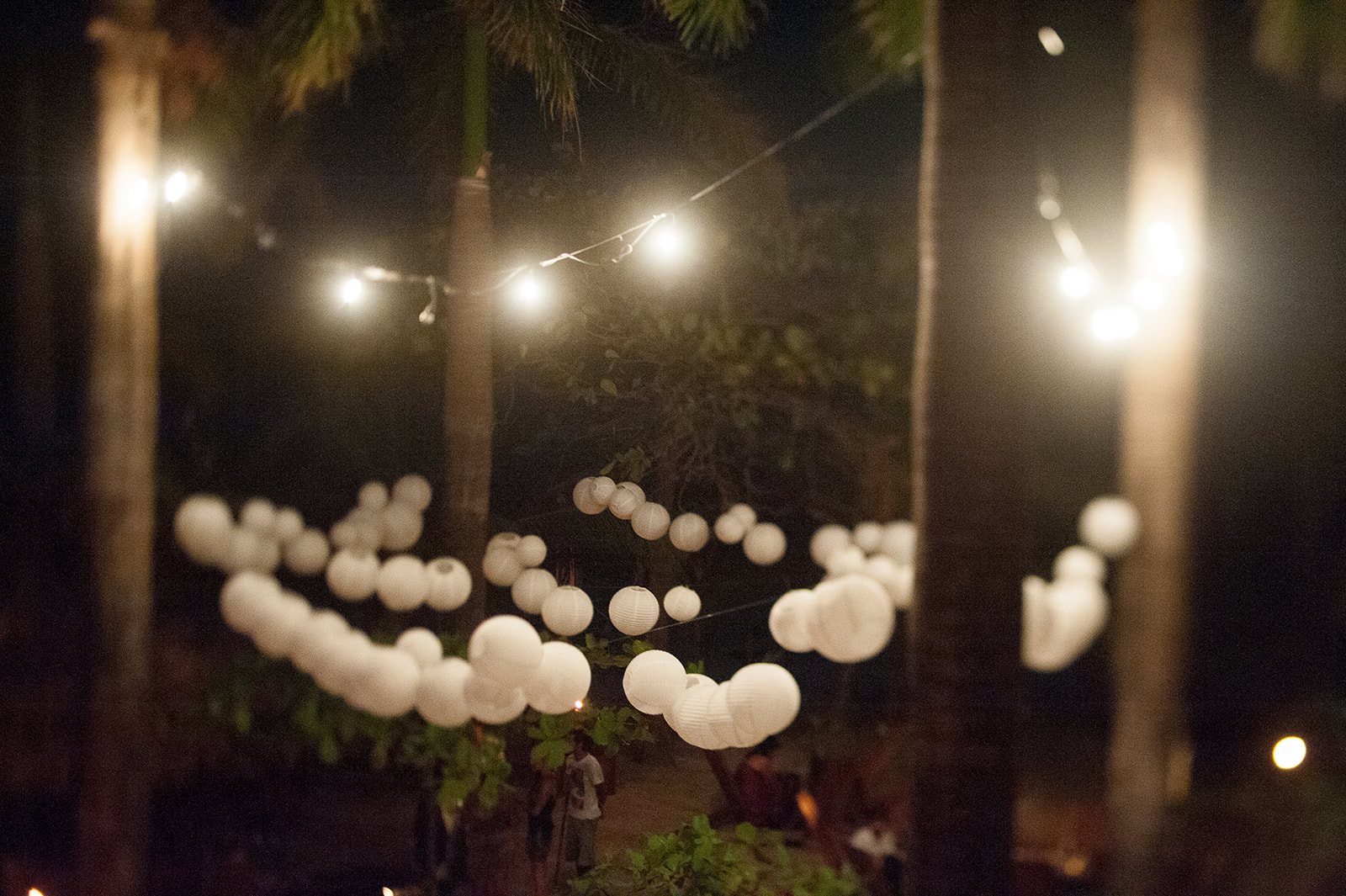 Paper lanterns strung between the palms at night