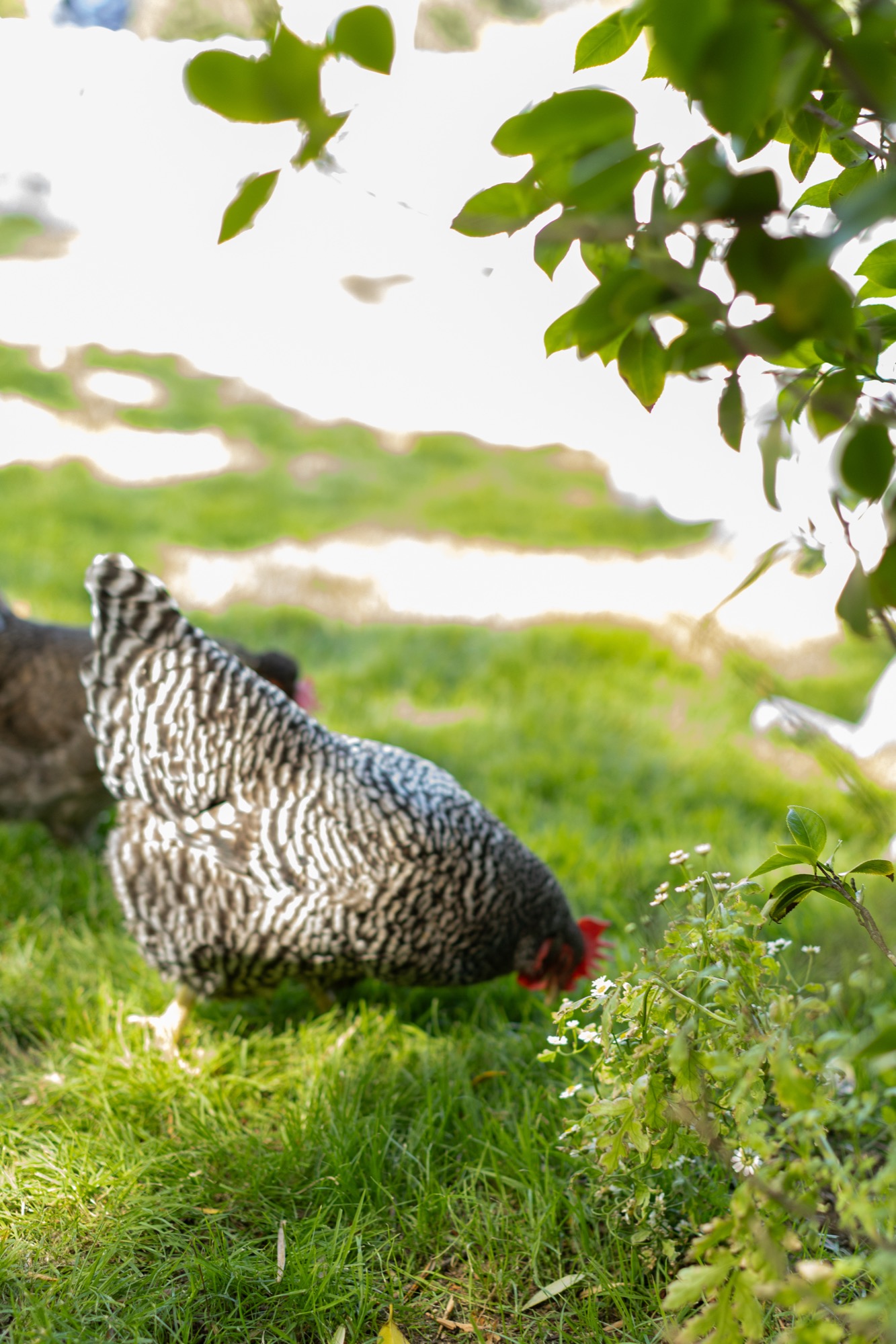A chicken wandering through the grass