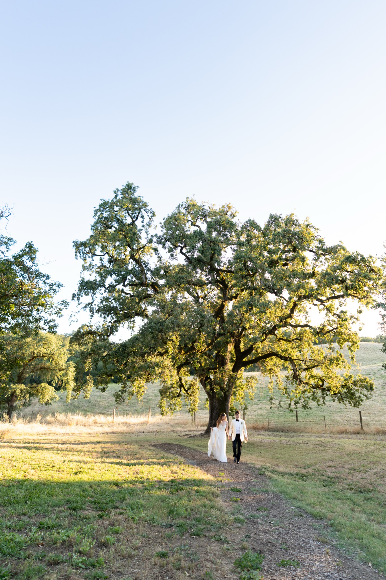 The couple tiny beside an oak tree in a golden field