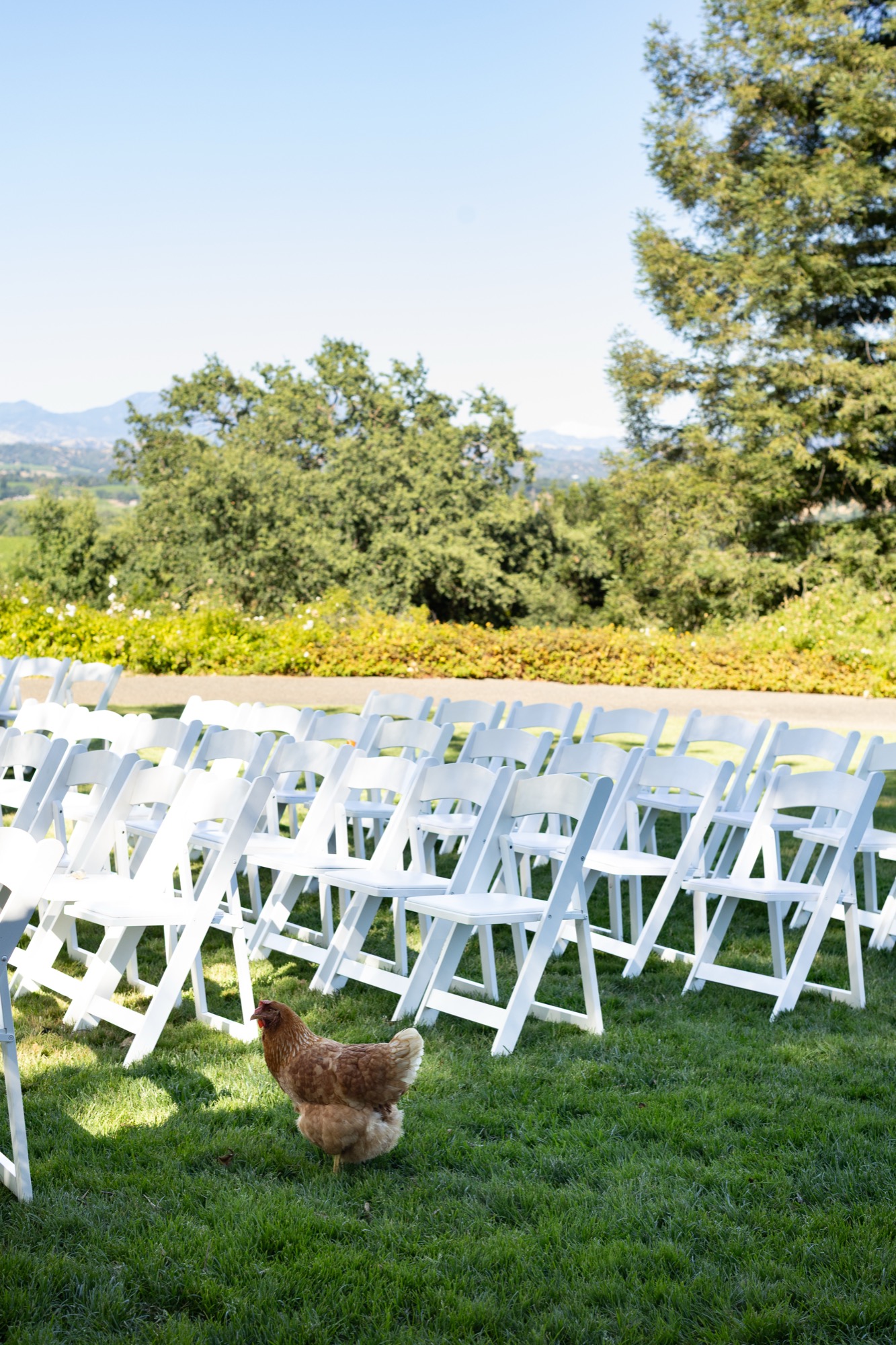 A chicken among the ceremony chairs