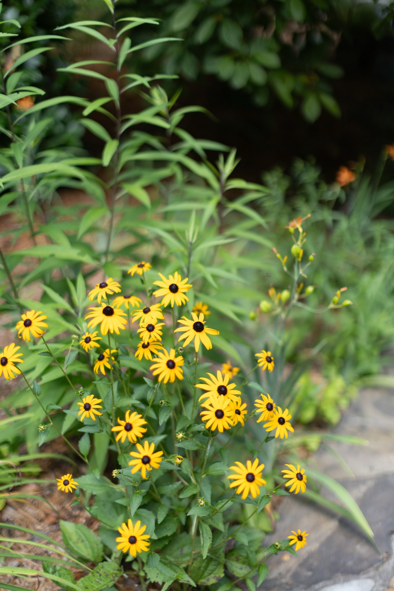 Black-eyed Susans in the garden