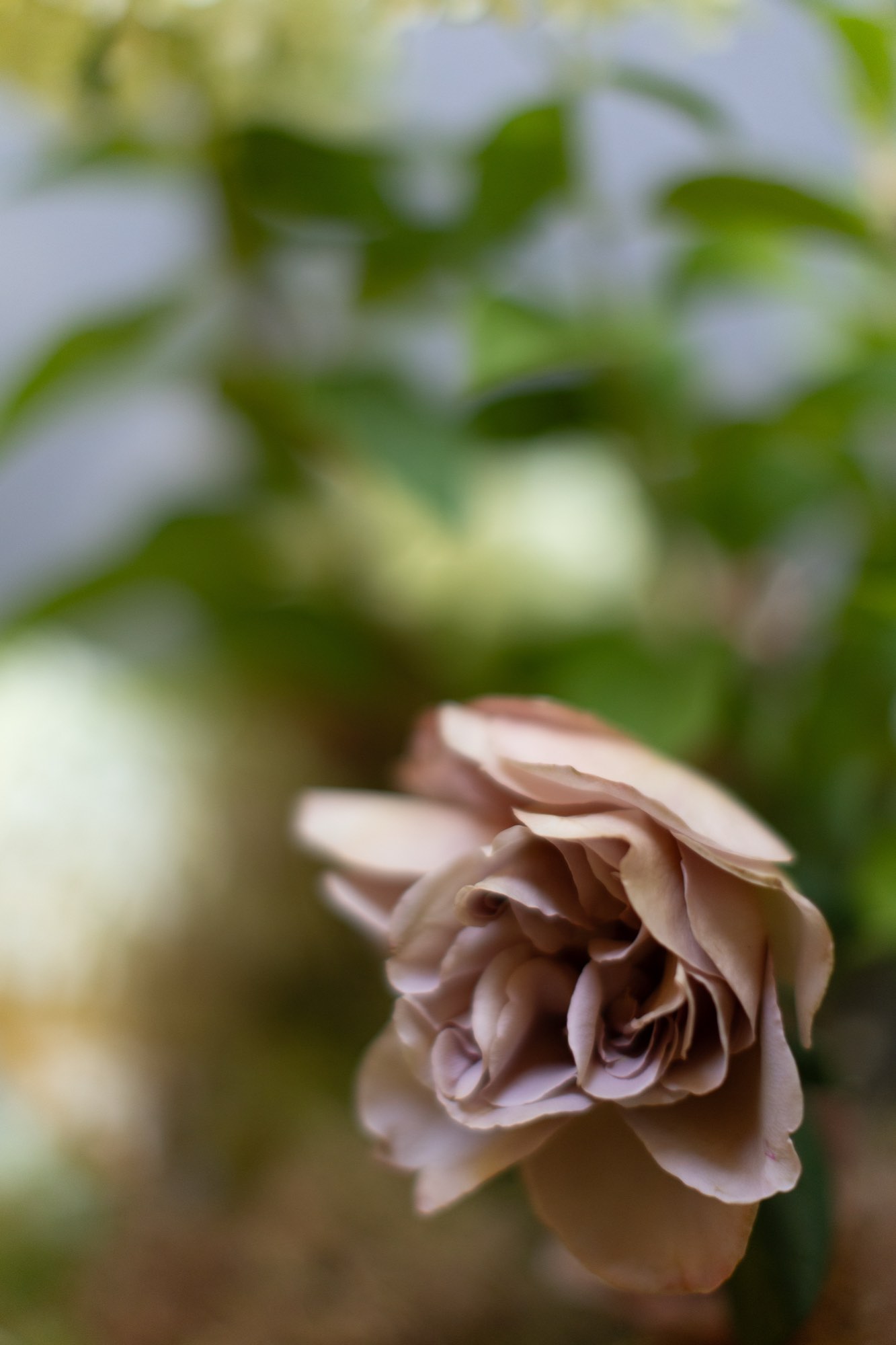 A dusty mauve rose