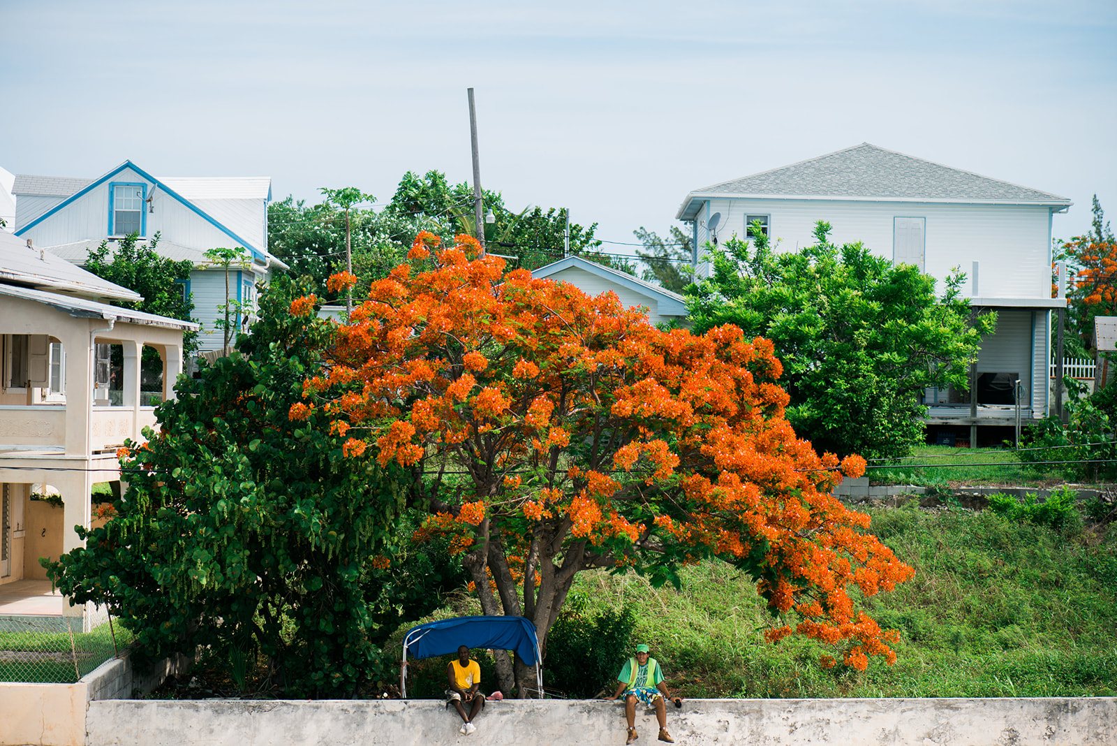 A flame tree beside pastel cottages