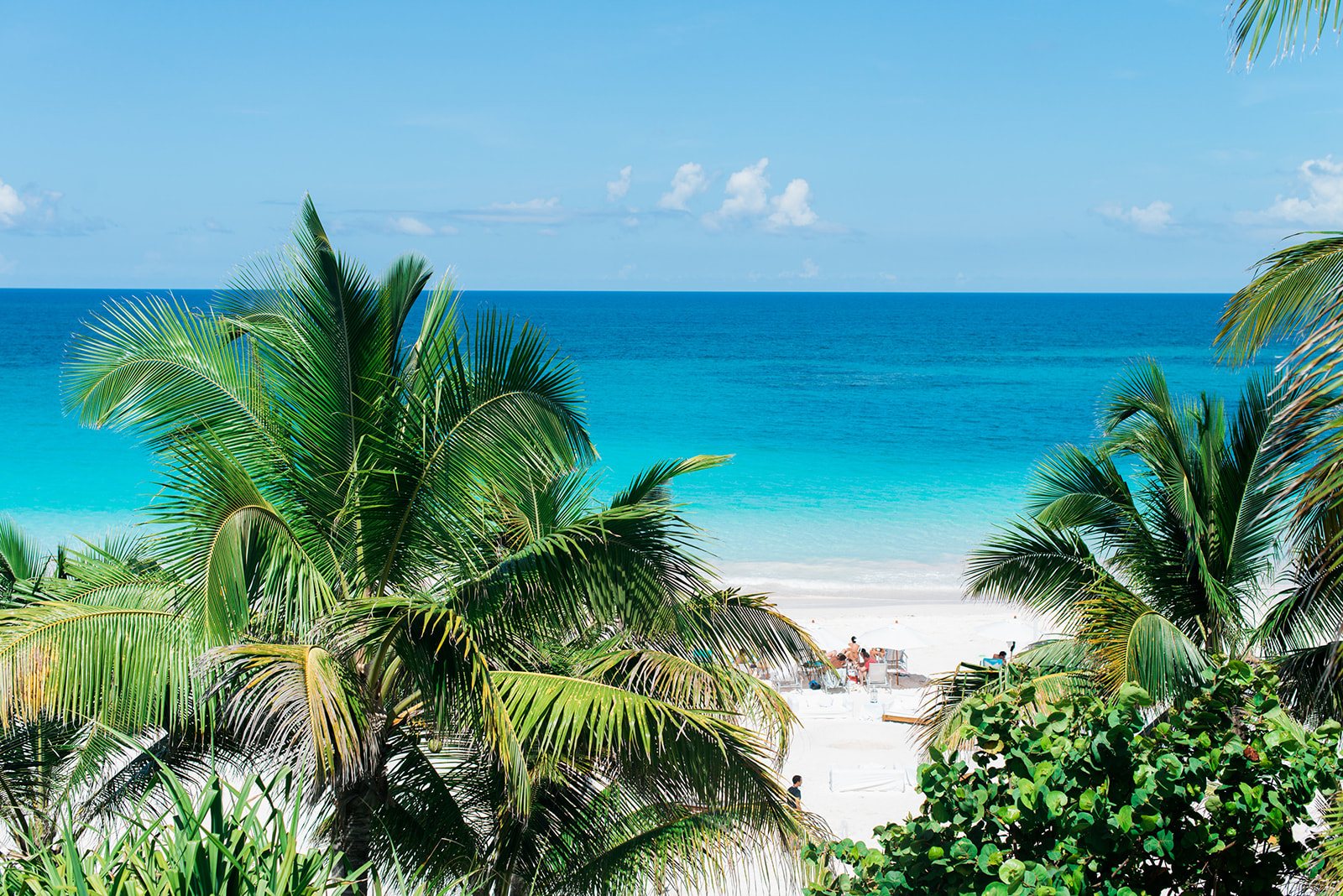 Palms over a pink sand beach