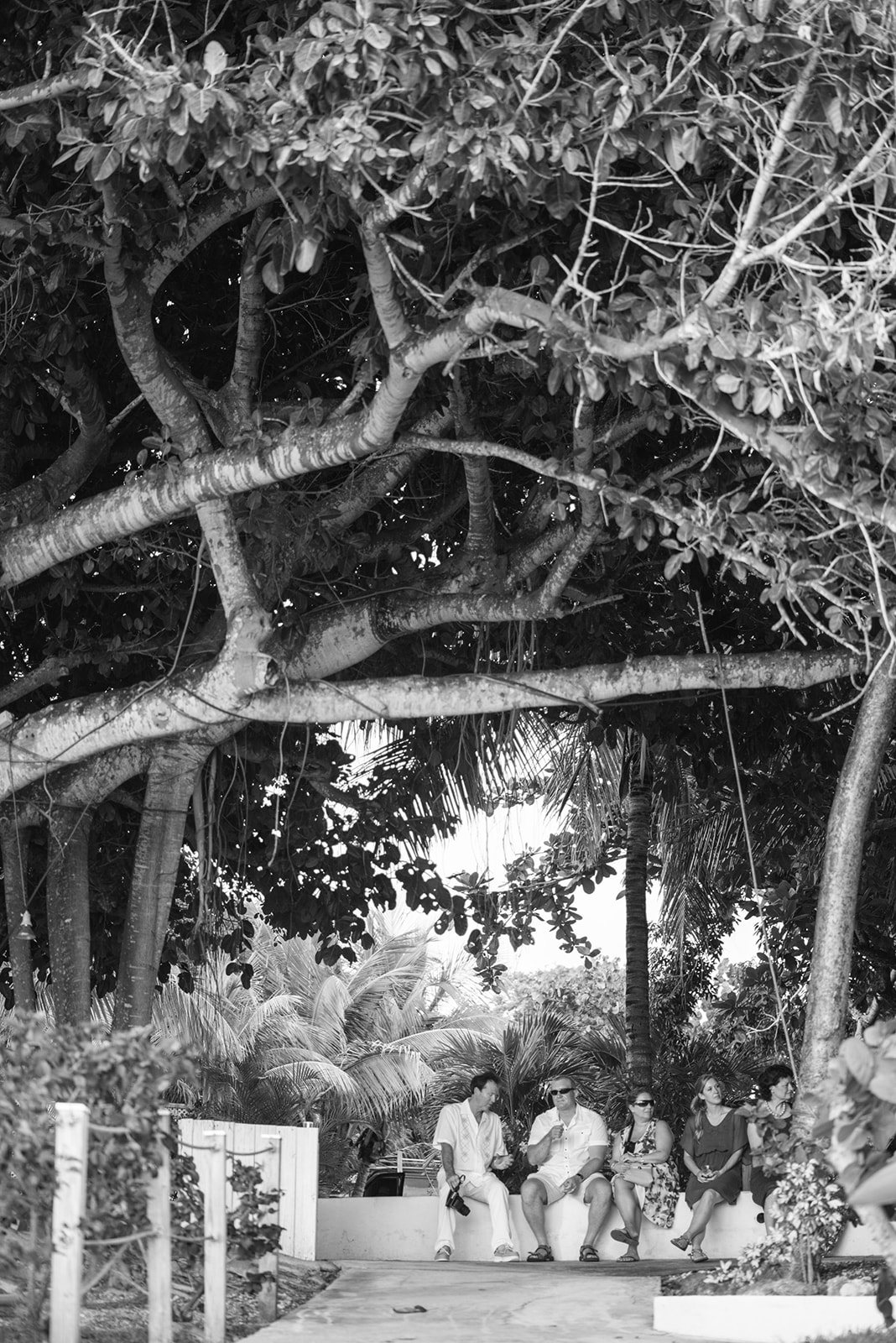 An old tree on the island, in black and white