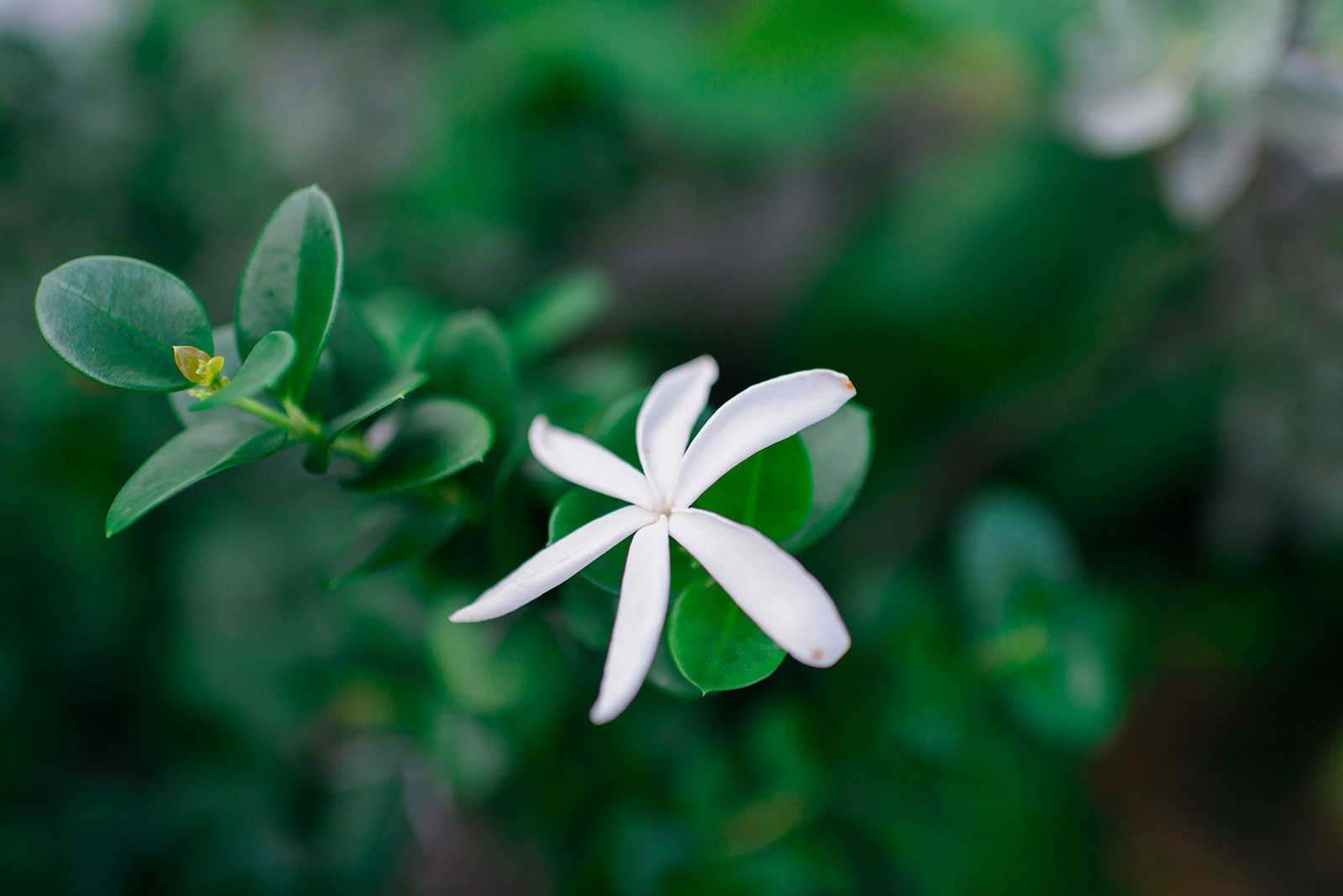 A white flower in the green