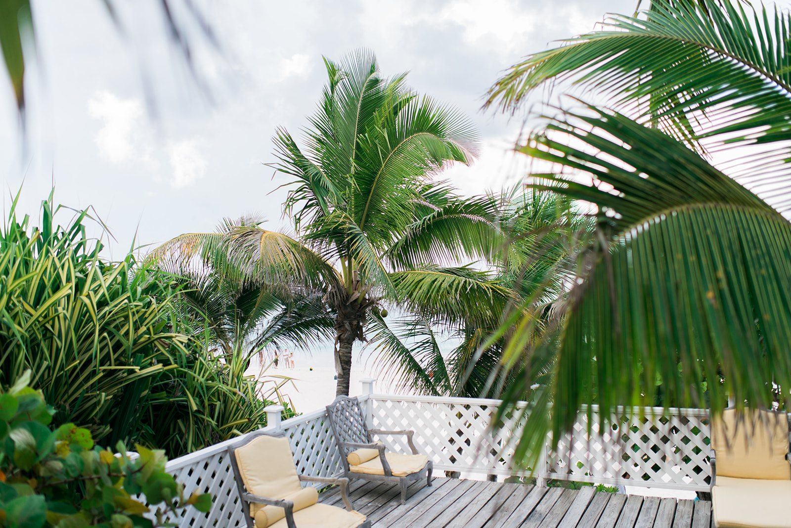 Palm trees above the porch