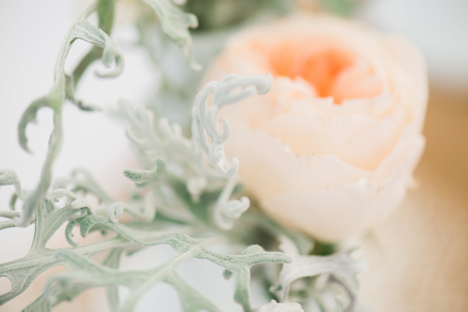 A peach rose up close