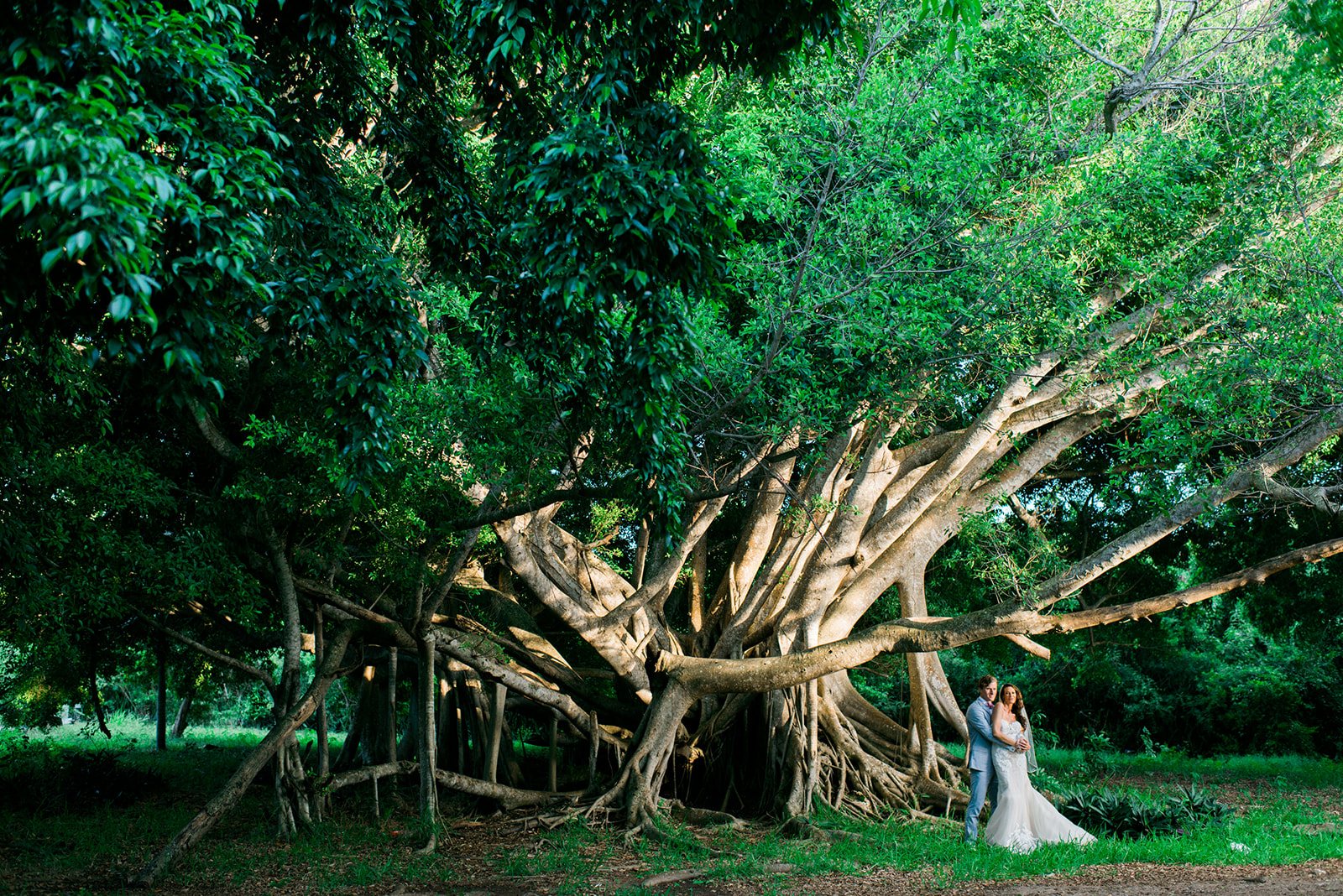 A fallen tree on the island