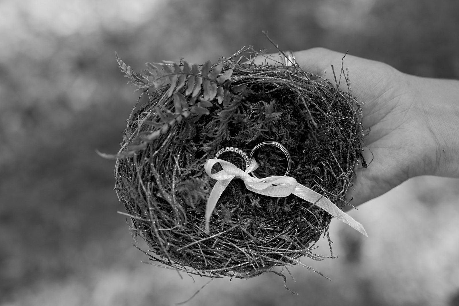 Rings in a bird's nest, in black and white
