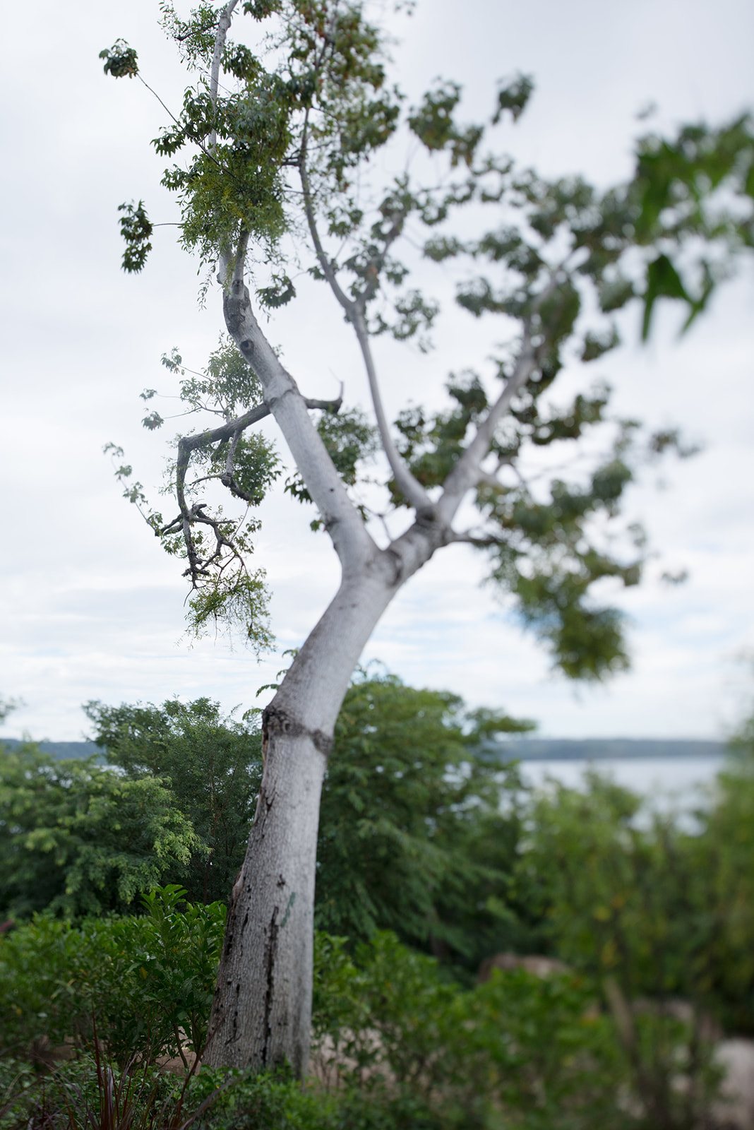 A single tree on the bluff above the bay